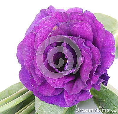 Purple desert rose flower on white Stock Photo