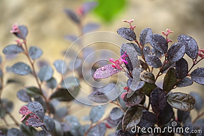 Purple diamond Loropetalum leaves and flowers Stock Photo