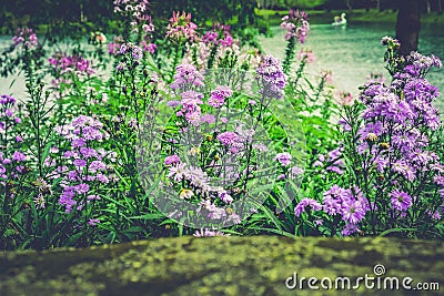 Purple Dianthus caryophyllus, carnation or clove pink Stock Photo