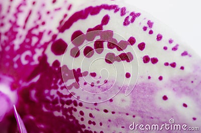 Purple dots flower orchid leaf Stock Photo