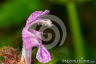 Purple Dragon Dead Nettle, Lamium maculatum Purple Dragon, spreading perennial herb with silvery leaves margined with deep green Stock Photo