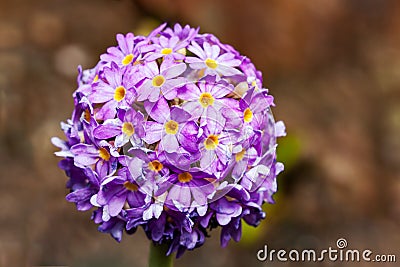 Purple drumstick primrose flower Primula denticulata Stock Photo