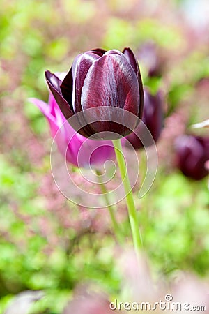 Purple Dutch tulip Stock Photo