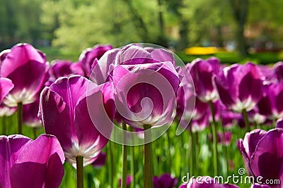 Purple Dutch tulip Tulipa Stock Photo