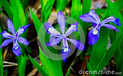 Purple Dwarf Crested Iris Wildflowers Stock Photo