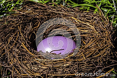 Purple Easter Egg in Birds Nest Stock Photo