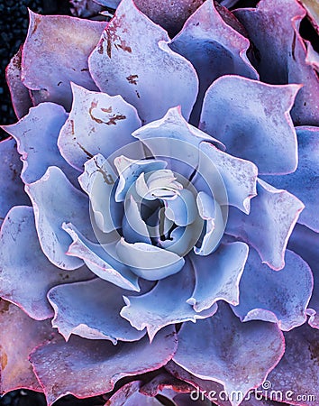 Purple Echeveria Afterglow Stock Photo