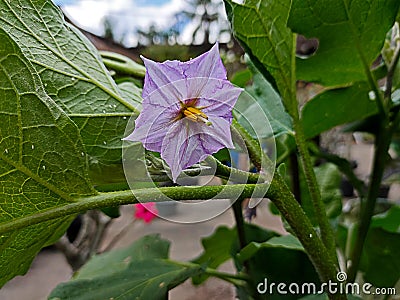 Purple eggplant flowers are blooming amid the dense leaves around them Stock Photo