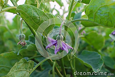 Purple eggplant flowers on green tree Stock Photo