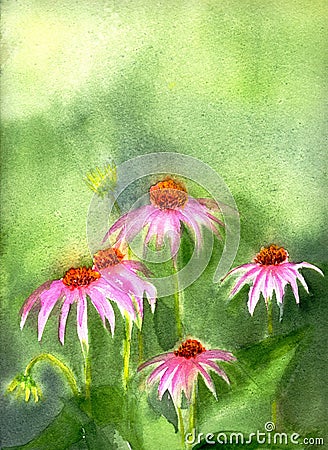 Purple Ehinacea flowers on green textured background. Spring, summer wildlife, outdoors, nature. Botanical illustration Cartoon Illustration