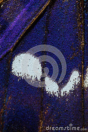 Purple Emperor, Apatura iris butterfly wing pattern Stock Photo