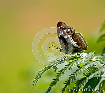 Purple Emperor butterfly Stock Photo