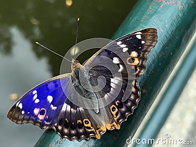 Purple Emperor butterfly Apatura iris, Der Grosse Schillerfalter Schmetterling ili Velika modra preljevica Stock Photo