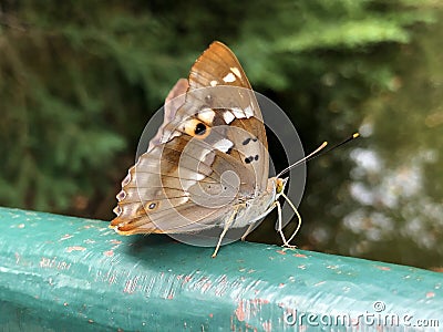 Purple Emperor butterfly Apatura iris, Der Grosse Schillerfalter Schmetterling ili Velika modra preljevica Stock Photo