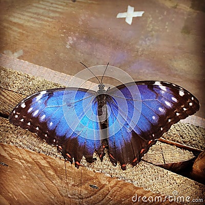 Purple emperor butterfly Stock Photo