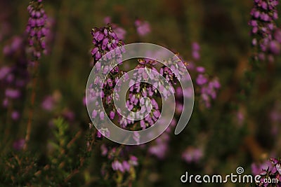 Purple Ericacea flowers blooming in summerin Pontevedra Stock Photo