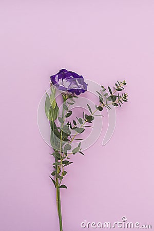 Purple Eustoma flower and green leaves on a pink vertical background Stock Photo