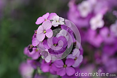 Purple everlasting wallflower flower spikes Stock Photo