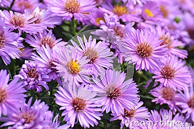 Purple Fall Asters Stock Photo