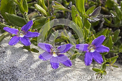 Purple Fan flower Stock Photo