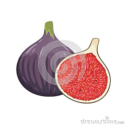 Purple figs whole and cut, flat style vector illustration isolated on white background Vector Illustration