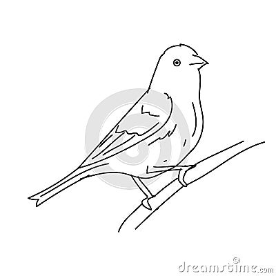 Purple finch bird illustration vector Cartoon Illustration