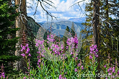 Purple Fireweed Wildflowers, ski trails during the summer, Vail, CO Stock Photo