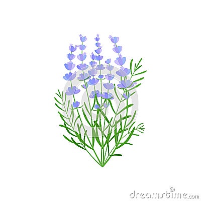 purple floral lavender bouquet Vector Illustration