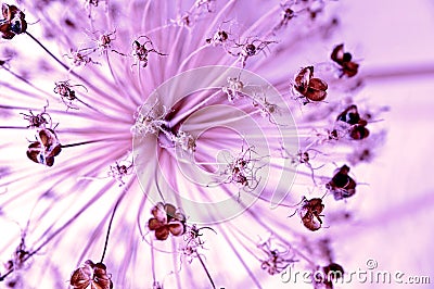 Purple flower abstract Stock Photo