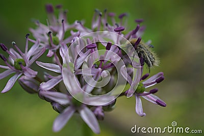 The purple flower of Allium ampeloprasum Stock Photo