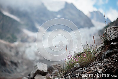 Purple flower on a background of mountain scenery. Stock Photo