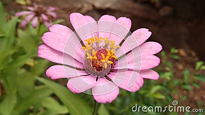 The purple flower that blooms in the bright morning is overrun by insects Stock Photo