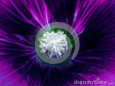 Purple flower on a blurred background. Macro. Closeup. Furry white center. For design. Stock Photo