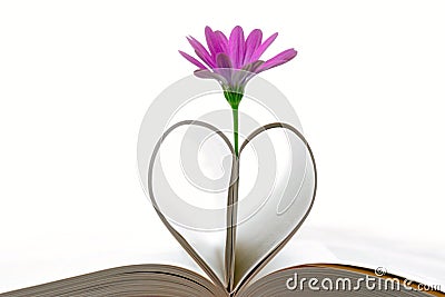 Purple flower and book pages Stock Photo