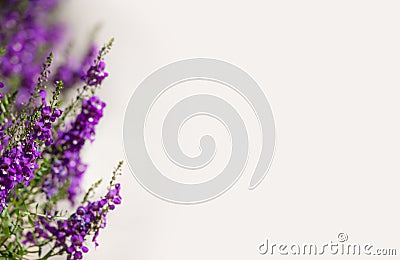 Purple flower border page Stock Photo