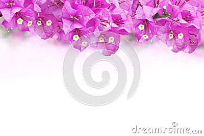 Purple flower Bougainvillea paper flower frame on white background Stock Photo