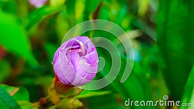 purple flower bud with morning dew Stock Photo