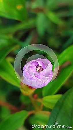 purple flower buds in the morning covered with dew Stock Photo