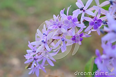 Purple flower bunches tend to bloom and bloom at the same time. The flowers are quite blooming and will bloom for many days. Stock Photo