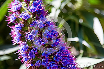 Purple flower in California - Pride of Madeira Stock Photo