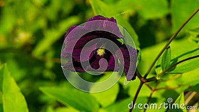 Purple flower Clematis Jackmanii at flowerbed close-up, selective focus, shallow DOF Stock Photo