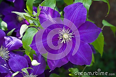Purple flower Clematis Jackmanii. Stock Photo