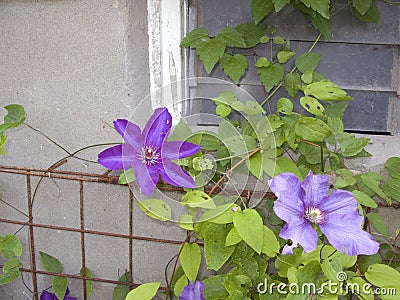 Clematis viticella violet flowers Stock Photo
