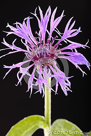 Purple flower closeup over black Stock Photo