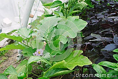 Purple flower eggplant in a greenhouse. Agricultural concept Stock Photo