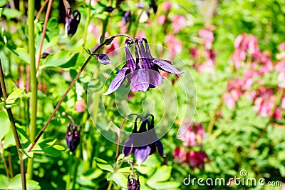 Purple flower of European columbine (Aquilegia vulgaris) in sunny day Stock Photo