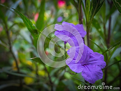 Purple flower in the garden, Waterkanon,Lowkey Stock Photo