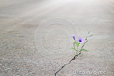 Purple flower growing on crack street, soft focus Stock Photo