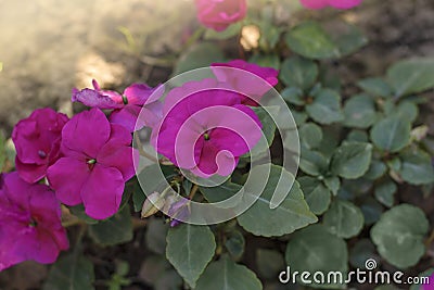 Purple flower Impatiens, Balsaminaceae in the flower bed Stock Photo