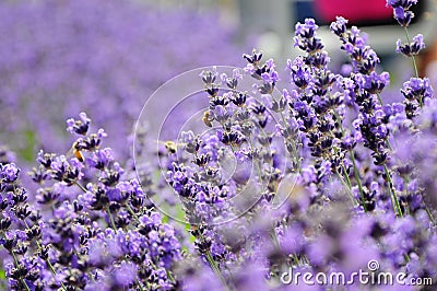 Purple flower and industrious bees Stock Photo